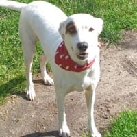 CUORE 💛💛💛 Schmusebacke sucht zuhause, Hund zur Adoption