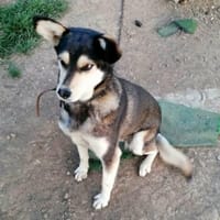 die schöne Greta Garbo, Hündin zur Adoption