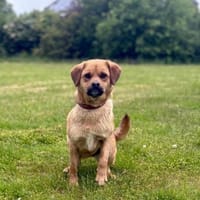 Grinchi sucht Zuhause, Hündin zur Adoption