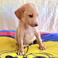 Ronny sucht ein Zuhause, Hund zur Adoption