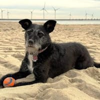 Wer schenkt Molly ein Zuhause?, Hündin zur Adoption