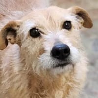 Oma SHARGI sucht ein warmes Plätzchen, Hündin zur Adoption