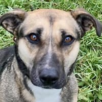 Allison - ein intelligentes Mädchen, Hündin zur Adoption