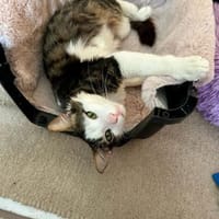 Titos aus dem Tierschutz, Kater zur Adoption