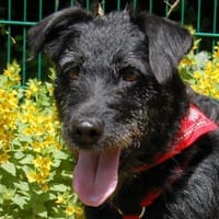 FELICITI - pfiffiges&süßes Hundemädel, Hündin zur Adoption