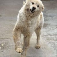 MOJO - süßer Kuschelbär, Hund zur Adoption