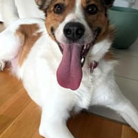 Wer entdeckt Barney-wartet in PLZ 12683, Hund zur Adoption