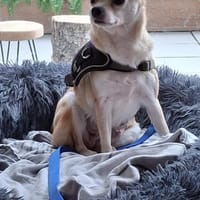 Pufi 7 J. Kleine Chihuahua-Prinzessin, Hündin zur Adoption