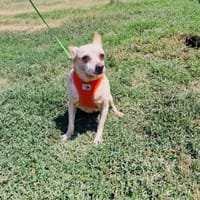 Radi ein tolles liebes Mädchen, Hündin zur Adoption