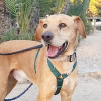 Lucky wartet schon zu lange, Hund zur Adoption