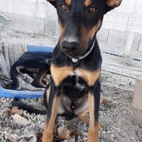 Komet liebt Abenteuer, Hund zur Adoption