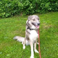 Paul sucht ein erfahrenes Zuha, Hund zur Adoption