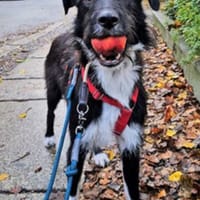 DRINGEND: Otis ist ein charmanter Kerl, Hund zur Adoption