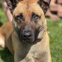 Scooter su. malierfahrene Besitzer, Hund zur Adoption
