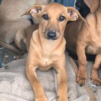 Abby, Hündin zur Adoption