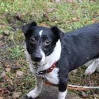 Tola, su. Bauernhofplatz, Hündin zur Adoption
