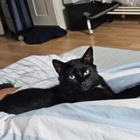 Jupiter hat sein Herrchen verloren  / DA, Kater zur Adoption