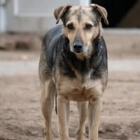 Schäferhund mix Arthur sucht ein Sofa, Hund zur Adoption