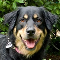 LALU - treu&sensibel, Hündin zur Adoption