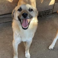 Filou sucht ein Zuhause, Hund zur Adoption