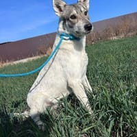 FENJA - in der Ruhe liegt die Kraft, Hündin zur Adoption