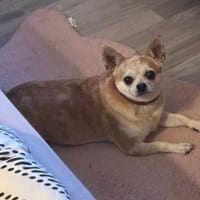 Besitzer gestorben- Campine sucht Dich, Hündin zur Adoption