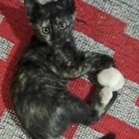 FINE - bald in 15234 Frankfurt/Oder, Katze zur Adoption
