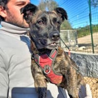 MASHA - die kleine Maus ist endlich frei, Hündin zur Adoption