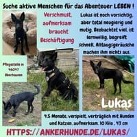 🐾🍀 Der süße Lukas sucht seine Menschen, Hund zur Adoption