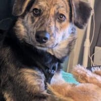 Zauberhafte Annegret such Zuhause, Hündin zur Adoption