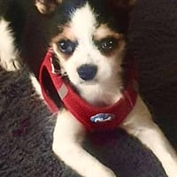 Titus in 87547 Missen, Hund zur Adoption