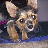 Tilda in 72760 Reutlingen, Hündin zur Adoption