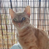 Browyn - tiefenentspannte Traumkatze, Katze zur Adoption