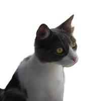 Kira unser Mulltikulti Mix, Katze zur Adoption