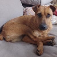 Tata❤in 67480 Edenkoben sucht Zuhause, Hündin zur Adoption