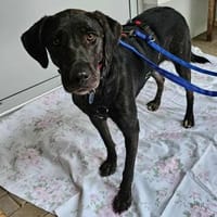 Taka wartet im Tierheim Sulzbach, Hündin zur Adoption
