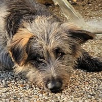 Viano, Hund zur Adoption