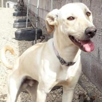 River, Hündin zur Adoption