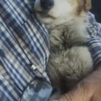 Emma 30 cm (Pfegestelle), Hündin zur Adoption