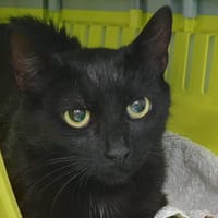 ISIS CHA, chatte à adopter