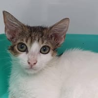 SETH CHA, chatte à adopter