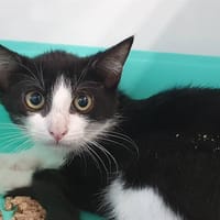 MAÏLI CHA, chat à adopter