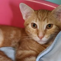 CHUCK, chat à adopter