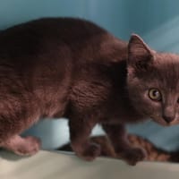 BUZZ, chat à adopter
