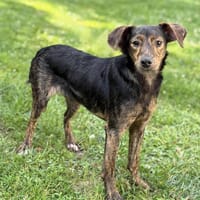 Rose CAA13845, chienne à adopter