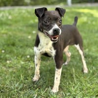 Polisson CAA13853, chien à adopter