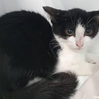 ANAYA CHA, chat à adopter