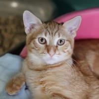 NORRIS, chat à adopter