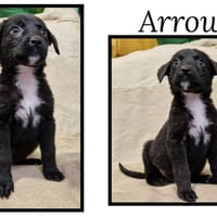 ARROW, chien à adopter