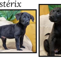 Astérix, chien à adopter